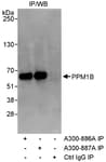 Detection of human PPM1B by western blot of immunoprecipitates.