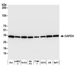 Detection of mouse GAPDH by western blot.