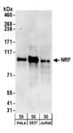 Detection of human NRF by western blot.