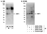 Detection of mouse IRF1 by western blot and immunoprecipitation.