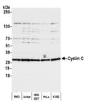 Detection of human Cyclin C by western blot.