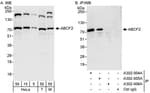Detection of human and mouse ABCF2 by western blot (h&amp;m) and immunoprecipitation (h).