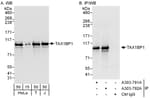Detection of human TAX1BP1 by western blot and immunoprecipitation.