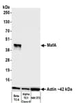 Detection of mouse MafA by western blot.