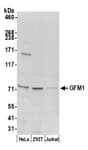 Detection of human GFM1 by western blot.