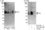 Detection of human F as by western blot and immunoprecipitation.