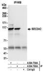 Detection of human SEC24C by western blot of immunoprecipitates.