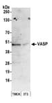 Detection of mouse VASP by western blot.