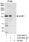 Detection of human WWP1 by western blot of immunoprecipitates.