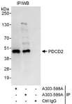 Detection of human PDCD2 by western blot of immunoprecipitates.