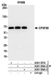 Detection of human CPSF68 by western blot of immunoprecipitates.