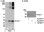 Detection of human MLF1 by western blot and immunoprecipitation.