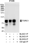 Detection of human TORC1 by western blot of immunoprecipitates.