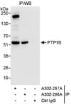 Detection of human PTP1B by western blot of immunoprecipitates.