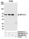 Detection of human METTL14 by western blot of immunoprecipitates.