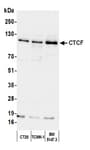 Detection of mouse CTCF by western blot.