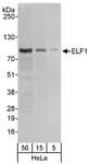 Detection of human ELF1 by western blot.