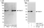 Detection of human and mouse PSMD11 by western blot (h&amp;m) and immunoprecipitation (h).