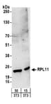Detection of mouse RPL11 by western blot.