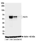 Detection of mouse KLF4 by western blot.
