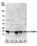 Detection of human and mouse CGGBP1 by western blot.