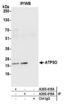Detection of human ATP5O by western blot of immunoprecipitates.