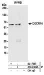 Detection of human DGCR14 by western blot of immunoprecipitates.