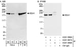 Detection of human and mouse EEA1 by western blot (h&amp;m) and immunoprecipitation (h).