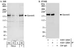 Detection of human Gemin5 by western blot and immunoprecipitation.