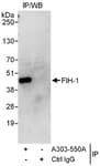 Detection of human FIH-1 by western blot of immunoprecipitates.