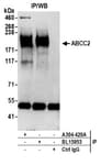 Detection of human ABCC2 by western blot of immunoprecipitates.