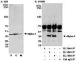 Detection of Alpha 4 by western blot and immunoprecipitation.