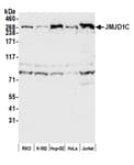 Detection of human JMJD1C by western blot.