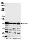 Detection of human BAP1 by western blot.