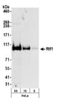 Detection of human Rtf1 by western blot.