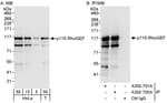 Detection of human p115-RhoGEF by western blot and immunoprecipitation.