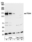 Detection of human and mouse ITGA4 by western blot.