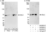 Detection of human and mouse GNL3 by western blot (H &amp; M) and immunoprecipitation (H).