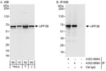 Detection of human UPF3B by western blot and immunoprecipitation.