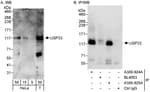 Detection of human USP33 by western blot and immunoprecipitation.