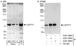 Detection of human CSTF77 by western blot and immunoprecipitation.