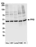 Detection of human and mouse PPID by western blot.