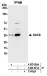Detection of human IDH3B by western blot of immunoprecipitates.