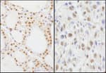 Detection of human and mouse NIF1 by immunohistochemistry.