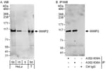Detection of human WWP2 by western blot and immunoprecipitation.