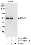 Detection of human PSMD4 by western blot of immunoprecipitates.