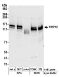 Detection of human and mouse RRP12 by western blot.