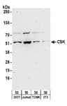 Detection of human and mouse CSK by western blot.