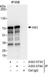 Detection of human HS1 by western blot of immunoprecipitates.