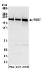 Detection of human REST by western blot.